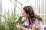 रोज़मेरी (rosemary)