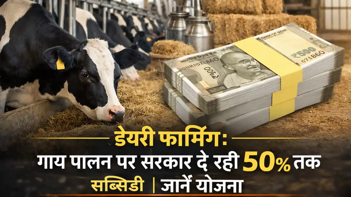 Dairy Farming Business